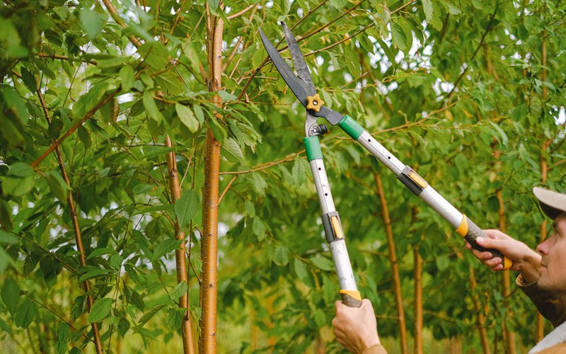 Tree trimming in Shoemakersville, PA
